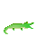 Alligator