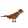 Pheasant